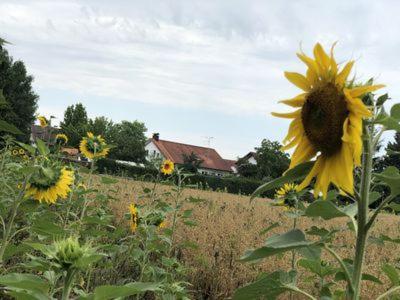 Gemuetlich Wohnen In Messenaehe, Feenzian FDH Esterno foto